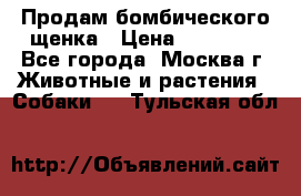 Продам бомбического щенка › Цена ­ 30 000 - Все города, Москва г. Животные и растения » Собаки   . Тульская обл.